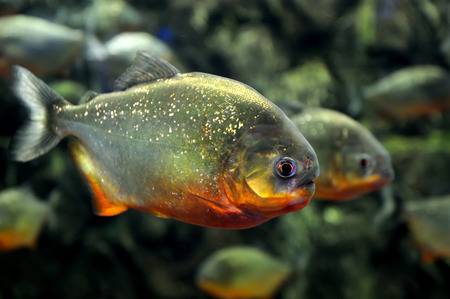 Red Belly Piranha - New Arrival